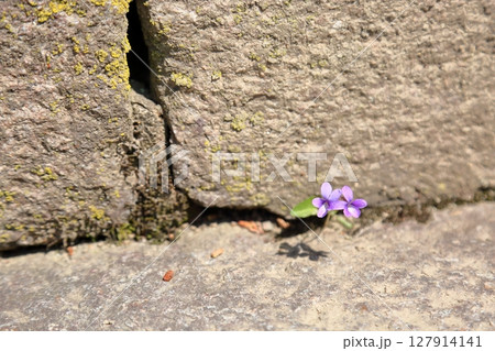 可愛い　スミレの花 127914141