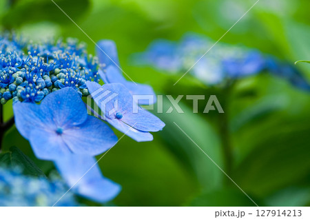 青色の紫陽花 127914213