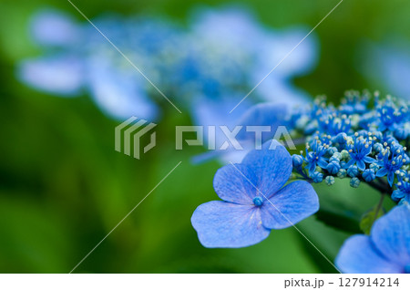 青色の紫陽花 127914214