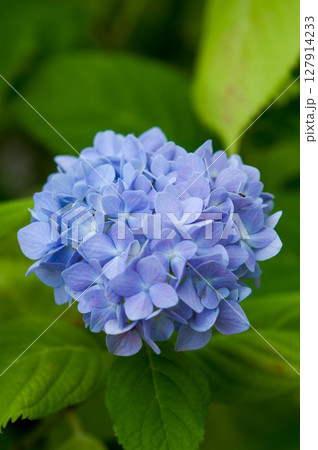 青色の紫陽花 青色の紫陽花 127914233