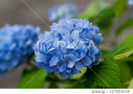 青色の紫陽花 青色の紫陽花 127914234