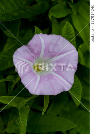 昼顔 昼顔 127914246