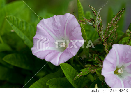 昼顔 昼顔 127914248