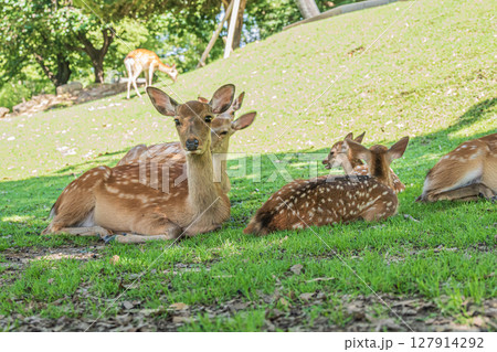 奈良公園の鹿　 127914292