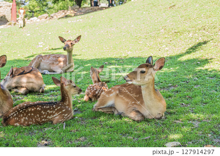 木陰で憩う奈良公園の鹿　 127914297