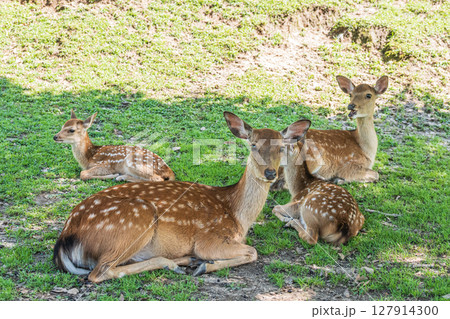 木陰で憩う奈良公園の鹿　 127914300