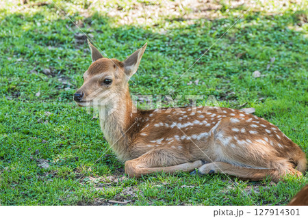 木陰で憩う奈良公園の子鹿　 127914301