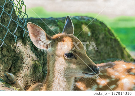 木陰で憩う子鹿　奈良公園春日野園地 127914310