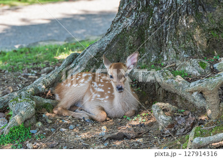 木の根元で憩う子鹿　奈良公園春日野園地 127914316