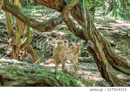 森の中の子鹿 奈良公園飛火野園地 森の中の子鹿 奈良公園飛火野園地 127914323