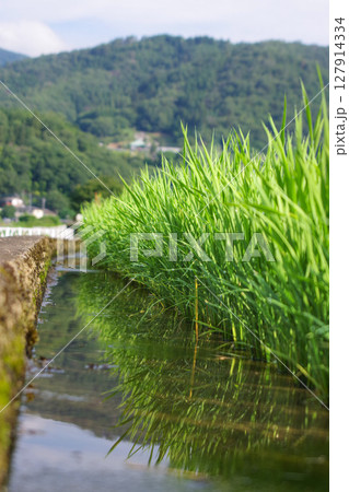 山間の水田 山間の水田 127914334