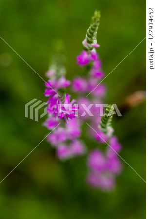信濃川・やすらぎ堤の捩花(ねじばな) 127914352