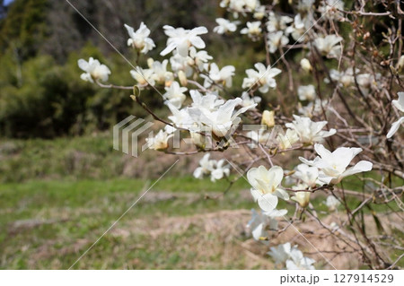 コブシの花　満開 127914529