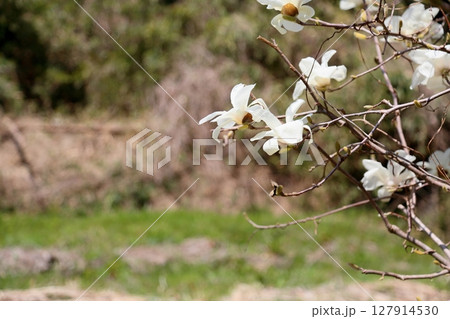 コブシの花　満開 127914530