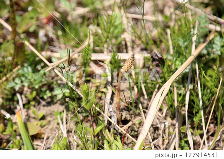 スギナ　ツクシンボ 127914531