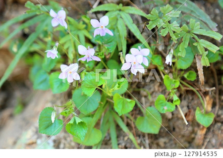 可愛い スミレの花 可愛い スミレの花 127914535
