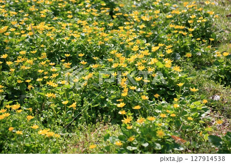 群生 ヒメリュウキンカの花 群生 ヒメリュウキンカの花 127914538