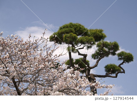 桜と松 127914544