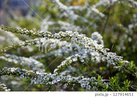 爽やか ユキヤナギの花 爽やか ユキヤナギの花 127914651