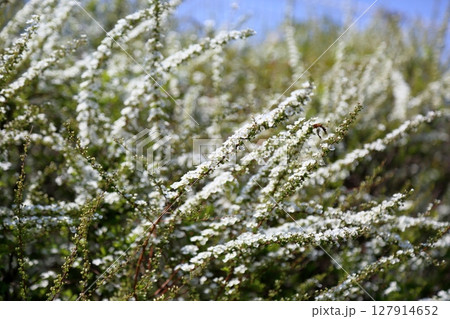 爽やか ユキヤナギの花 爽やか ユキヤナギの花 127914652
