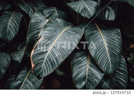 Water Droplets on Lush Green Banana Leaves in a Tropical Rainforest Setting Water Droplets on Lush Green Banana Leaves in a Tropical Rainforest Setting 127914710