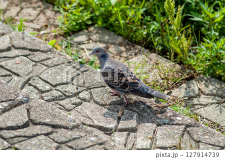 雉鳩 雉鳩 127914739