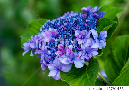 青色の紫陽花 青色の紫陽花 127914784