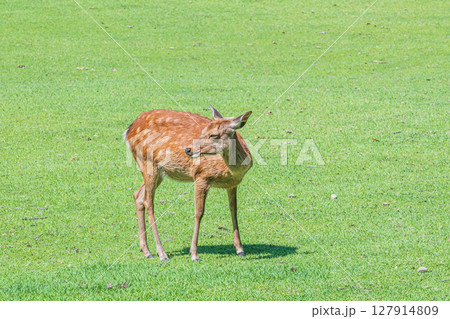 奈良公園の鹿　荒池園地 127914809