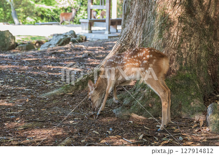 奈良公園の鹿　浅茅ヶ原園地 127914812