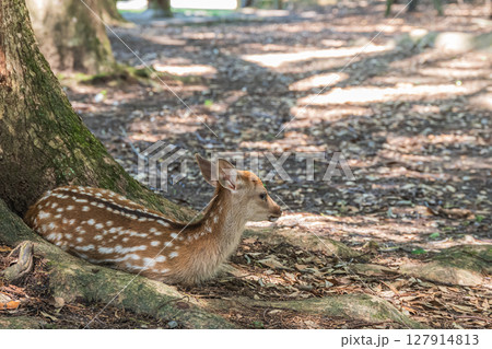 大木の根本でくつろぐ子鹿　奈良公園浅茅ヶ原園地 127914813