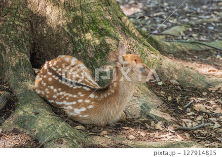 大木の根本でくつろぐ子鹿 奈良公園浅茅ヶ原園地 大木の根本でくつろぐ子鹿 奈良公園浅茅ヶ原園地 127914815