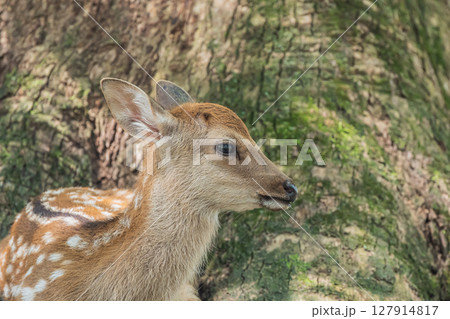 大木の根本でくつろぐ子鹿　奈良公園浅茅ヶ原園地 127914817