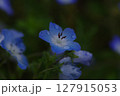 雨に負けぬ花 127915053