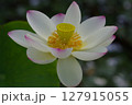 白い蓮の花 127915055