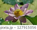満開の蓮 127915056