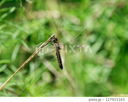 トンボ科ハラビロトンボ♀の静止 127915163