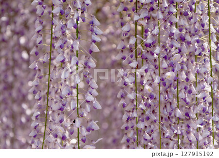 鮮やかに咲く藤の花 127915192