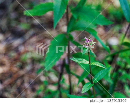 シソ科イヌゴマの開花 127915305