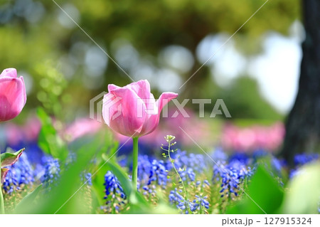 春の花壇に咲くピンクのチューリップ 127915324