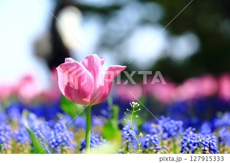 春の花壇に咲くピンクのチューリップ 127915333