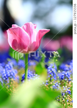 春の花壇に咲くピンクのチューリップ 春の花壇に咲くピンクのチューリップ 127915336