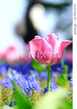 春の花壇に咲くピンクのチューリップ 春の花壇に咲くピンクのチューリップ 127915337