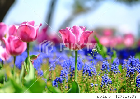 春の花壇に咲くピンクのチューリップ 127915338