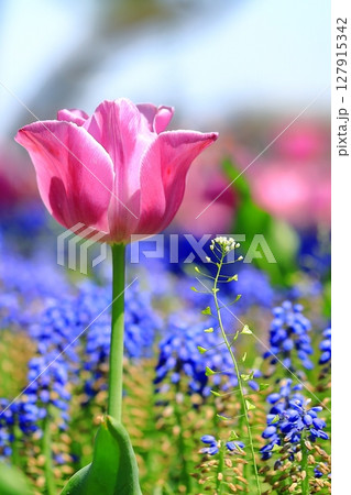 春の花壇に咲くピンクのチューリップ 127915342
