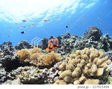 南国の水中イメージ 127915494