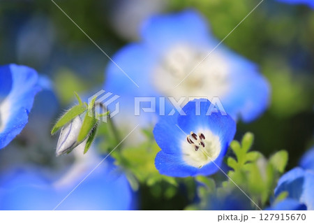 ネモフィラの花が咲き誇る公園 ネモフィラの花が咲き誇る公園 127915670