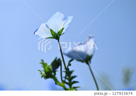 ネモフィラの花が咲き誇る公園 ネモフィラの花が咲き誇る公園 127915674