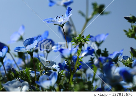 ネモフィラの花が咲き誇る公園 127915676