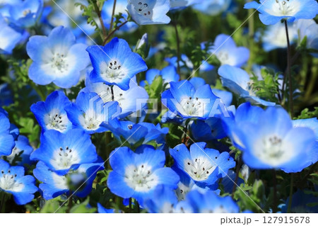 ネモフィラの花が咲き誇る公園 ネモフィラの花が咲き誇る公園 127915678