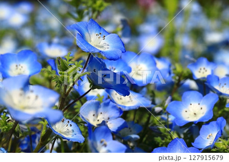 ネモフィラの花が咲き誇る公園 127915679